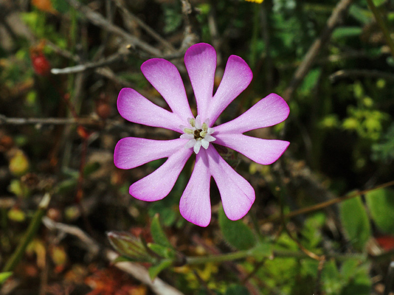 Silene morisiana / Silene di Moris